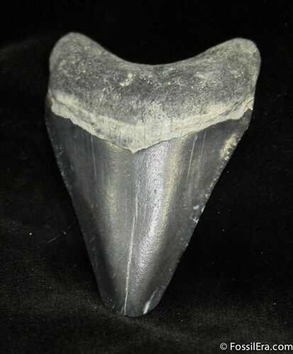 Inch Bone Valley Megalodon Tooth #931